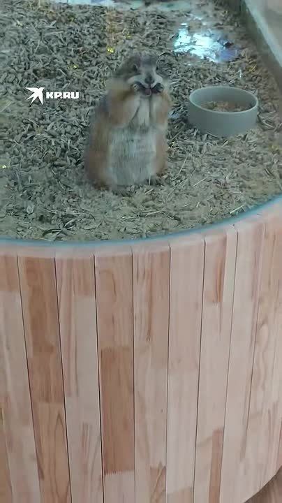  - -?    )
