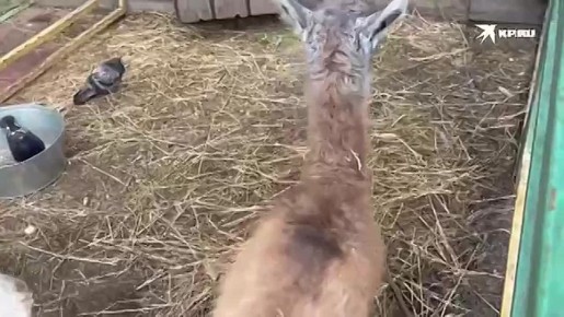  !.    &quot; &quot; 