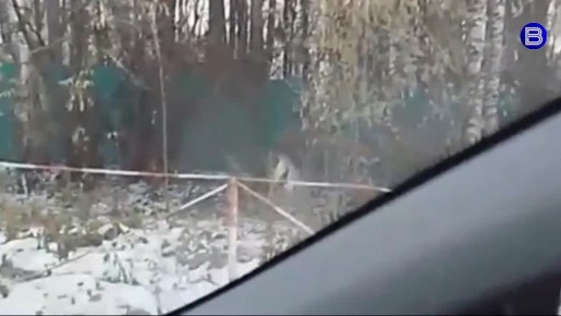 Лосиная прогулка. Очередного лесного гостя заметили под Новосибирском