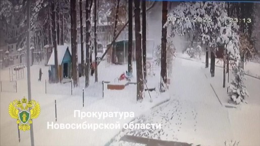 Страшные кадры.  . Областная прокуратура показала, как сосна упала на шестилетнего ребёнка в детском саду № 60 «Солнышко» в Новосибирске