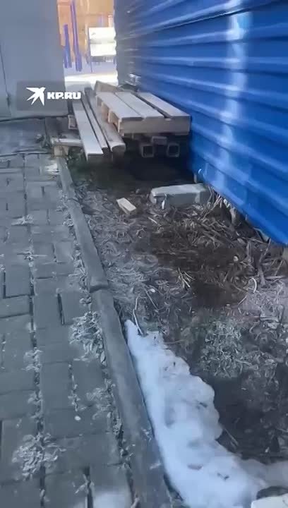 Ты кто? Ты енот?. Нет. Енотовидная собака