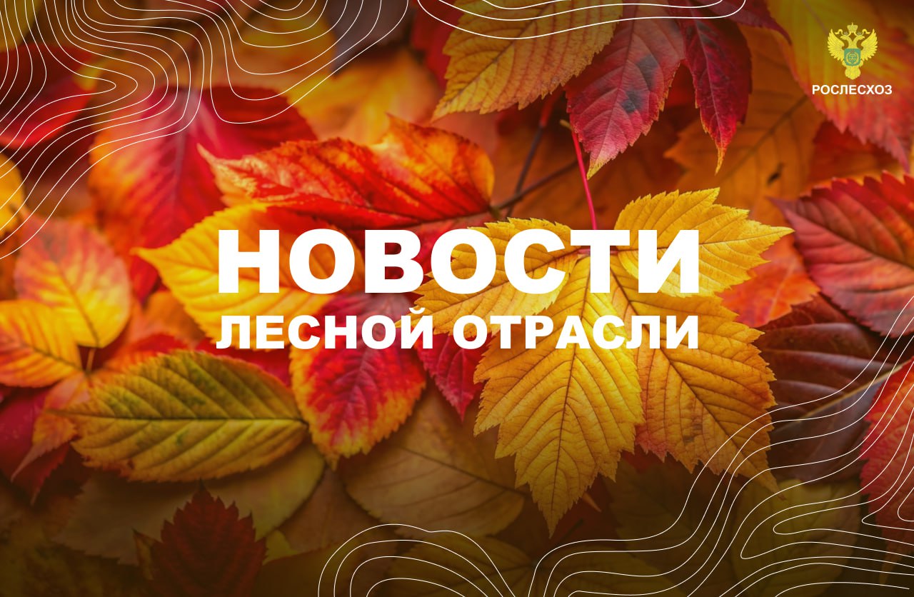 ТАСС: Площадь лесных пожаров в Новосибирской области сократилась почти в 17 раз