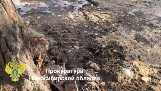 Прокуратурой Первомайского района Новосибирска проведена проверка по факту падения дерева на территории детского сада
