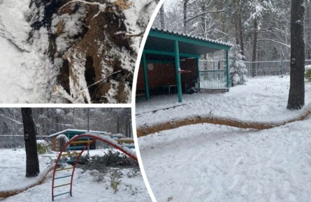 Сосна рухнула на ребёнка в детском саду Новосибирска