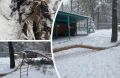 Сосна рухнула на ребёнка в детском саду Новосибирска