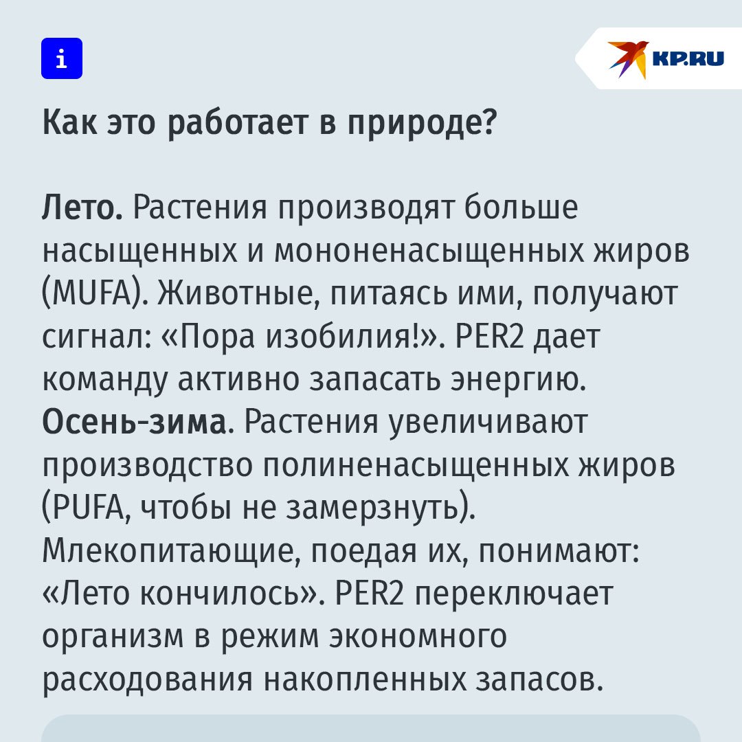 Все мы немного манул Тимоша: почему осенью у нас начинается зажор Все мы немного манул Тимоша: почему осенью у нас начинается зажор