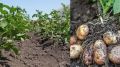 Секреты богатого урожая картофеля: как получить максимум с минимальных усилий