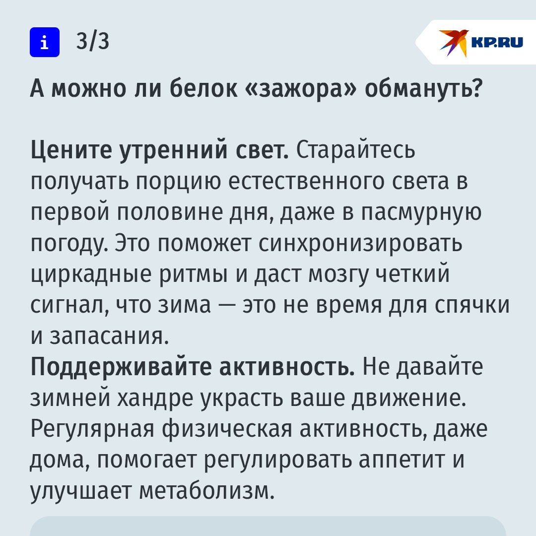 Все мы немного манул Тимоша: почему осенью у нас начинается зажор Все мы немного манул Тимоша: почему осенью у нас начинается зажор