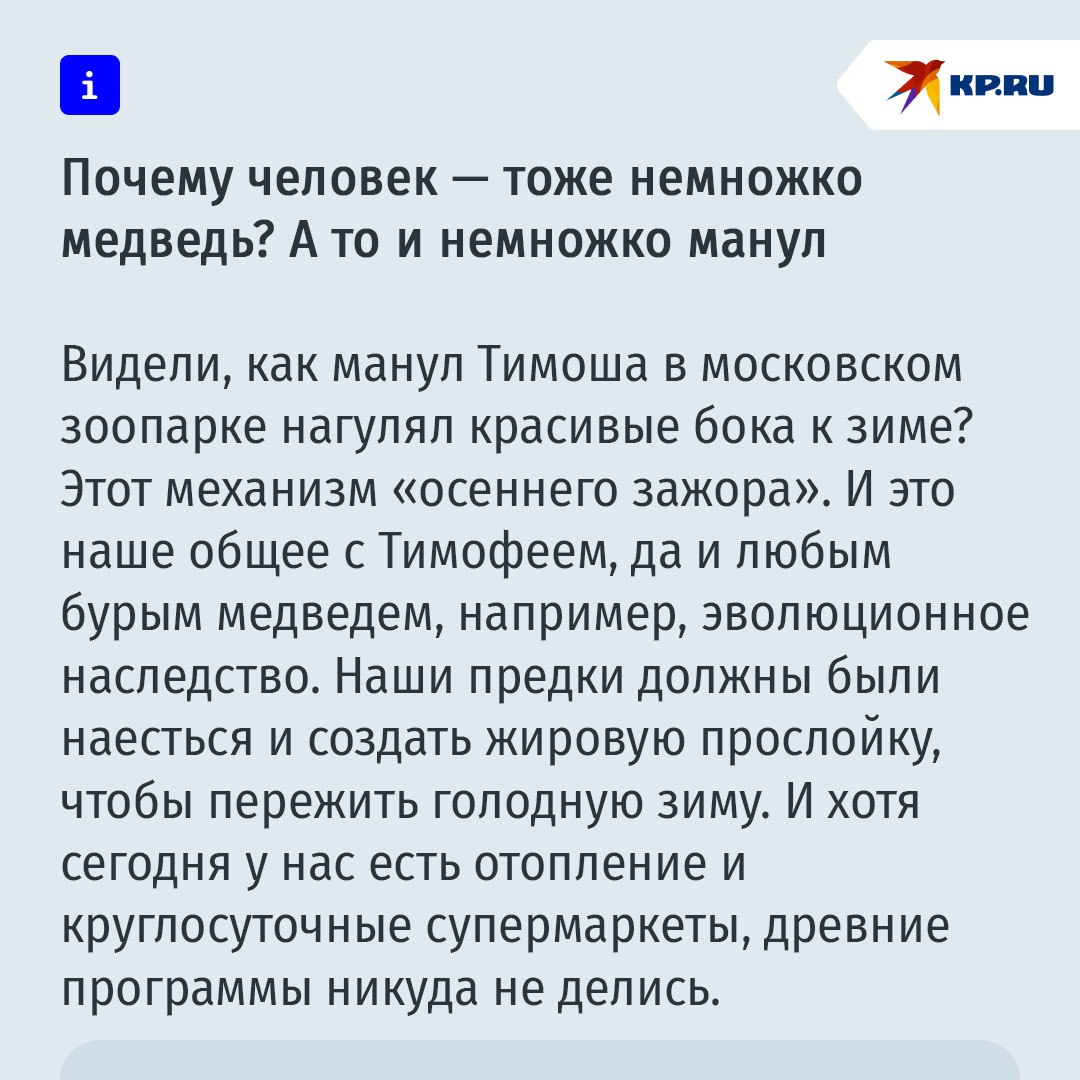 Все мы немного манул Тимоша: почему осенью у нас начинается зажор Все мы немного манул Тимоша: почему осенью у нас начинается зажор