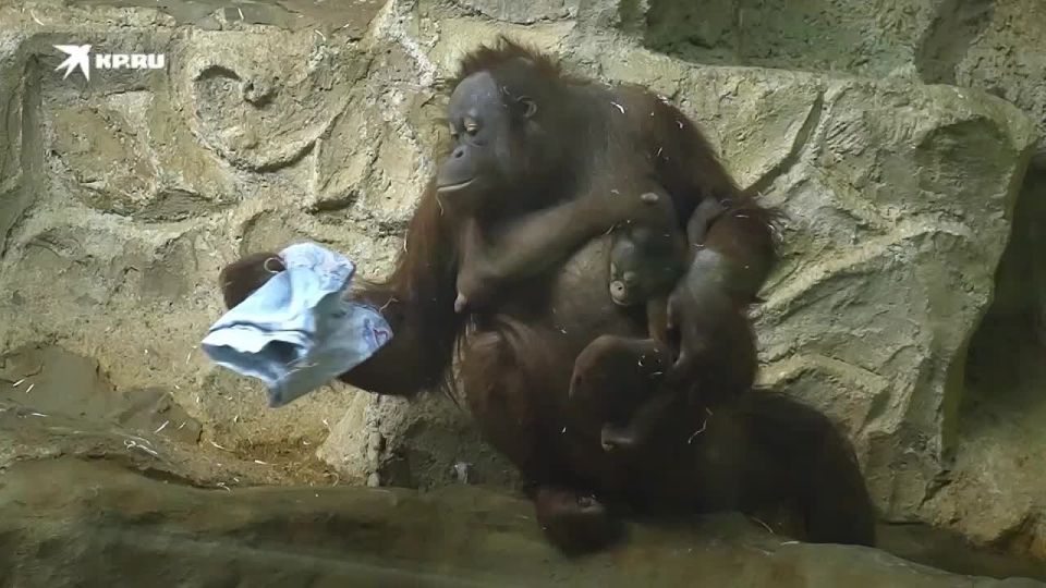 В Новосибирском зоопарке стартовало онлайн-голосование за имя для детеныша орангутанга