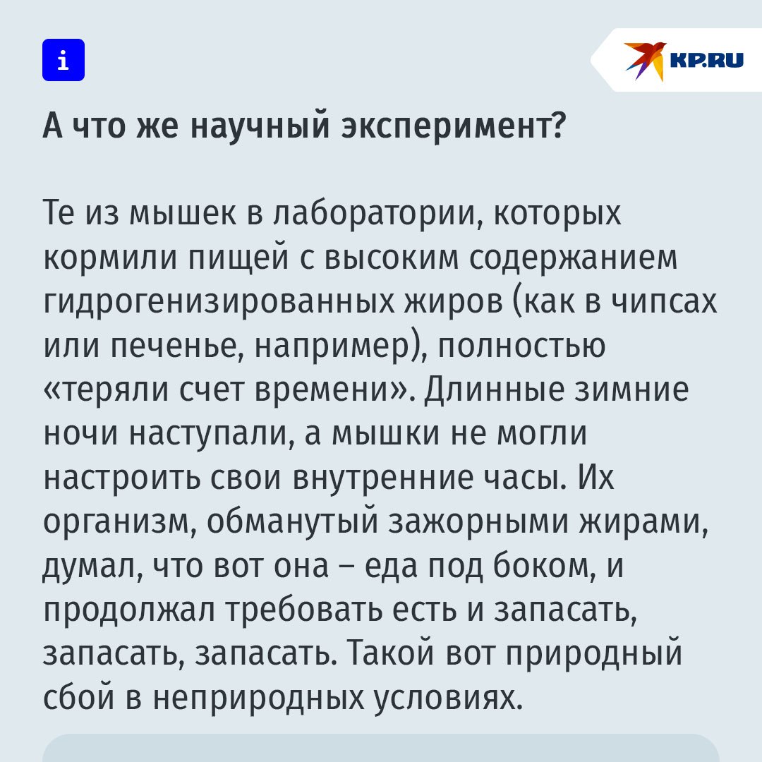 Все мы немного манул Тимоша: почему осенью у нас начинается зажор Все мы немного манул Тимоша: почему осенью у нас начинается зажор