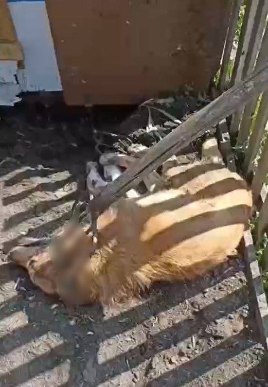 Сибиряк заколол собаку вилами, снял все на видео и выложил в чат