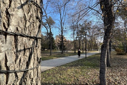 Деревья в Первомайском сквере украшают новогодними гирляндами
