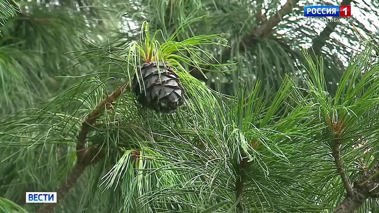 Кедр против рака. Новосибирские учёные нашли в кедровой смоле вещество, которое борется с раковыми клетками