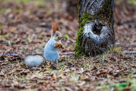В Новосибирске станет еще теплее в день Лонгина Сотника 29 октября