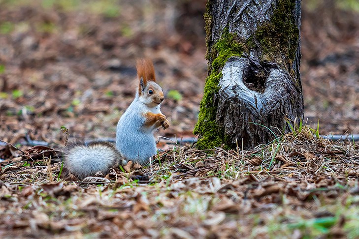В Новосибирске станет еще теплее в день Лонгина Сотника 29 октября