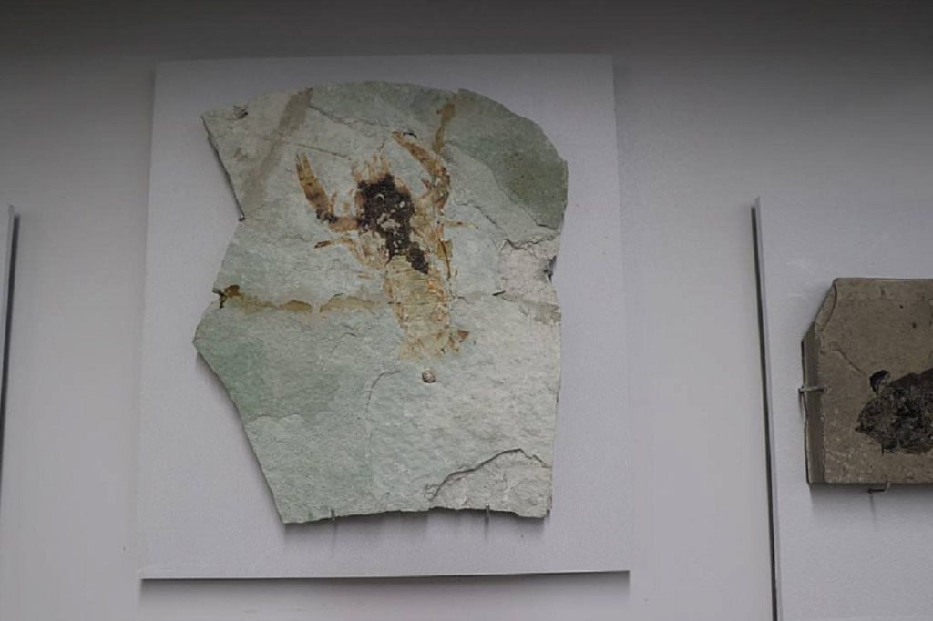 Остатки костистых рыб и ракообразных эпохи мезозоя выставили в НГУ Остатки костистых рыб и ракообразных эпохи мезозоя выставили в НГУ