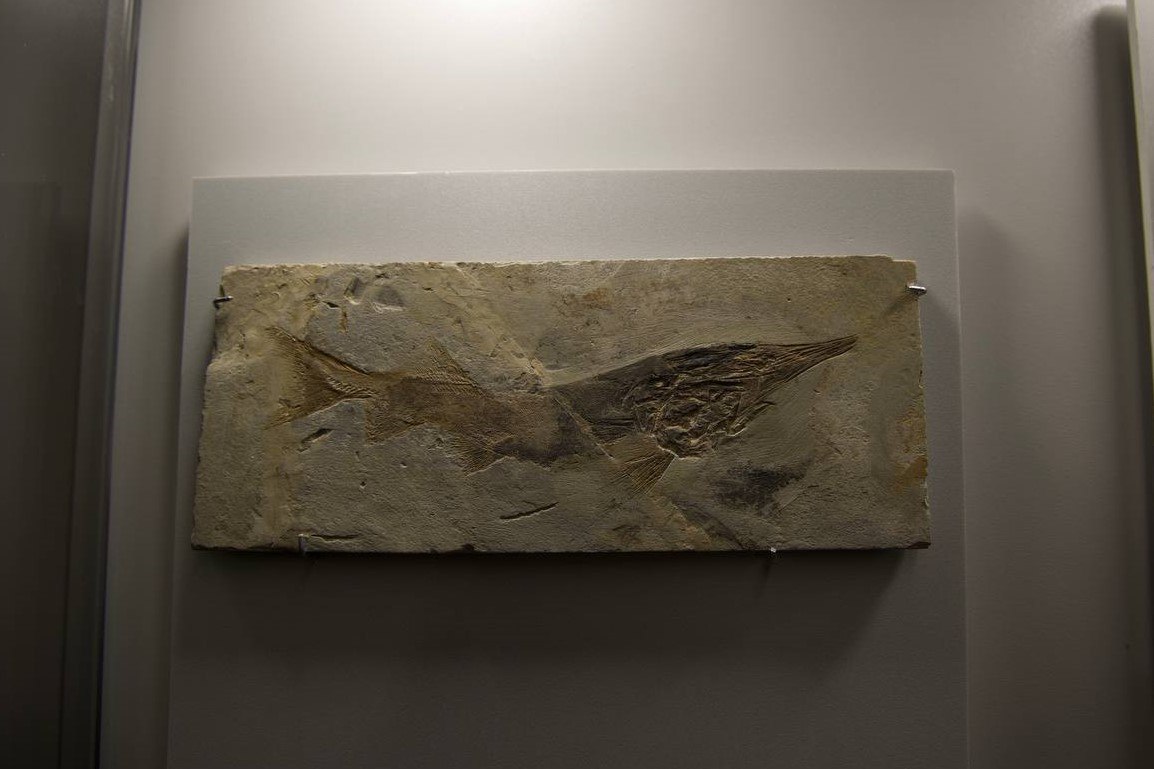 Постоянная выставка окаменевших останков озерных рыб, ракообразных и насекомых, обитавших на озерах Китая и Забайкалья более 120 млн лет назад, открылась в Новосибирском госуниверситете (НГУ)