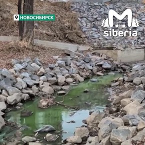 Вода позеленела на Европейском берегу в Новосибирске