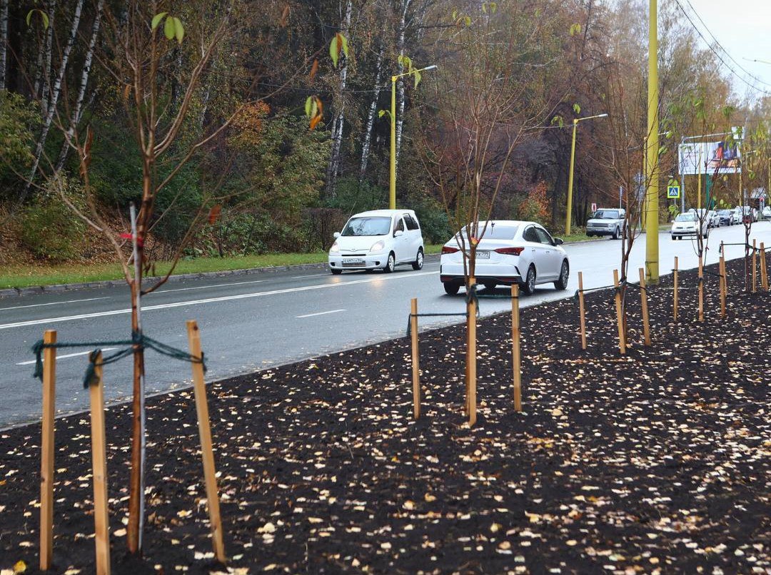 Где в этом году высадили новые деревья и кустарники в Советском районе Где в этом году высадили новые деревья и кустарники в Советском районе