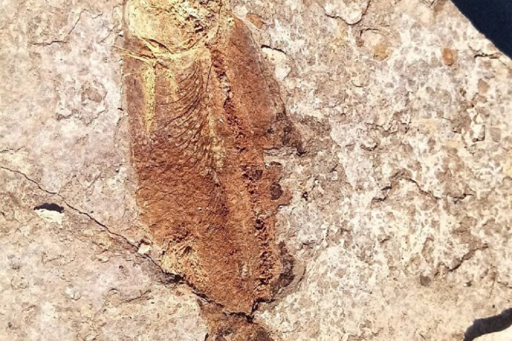 Остатки костистых рыб и ракообразных эпохи мезозоя выставили в НГУ Остатки костистых рыб и ракообразных эпохи мезозоя выставили в НГУ