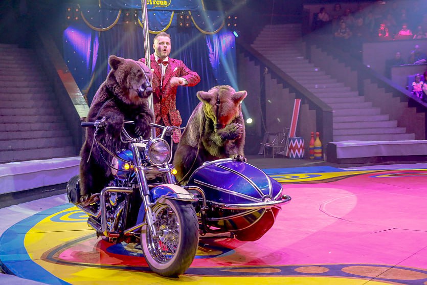 Синтез иллюзии, клоунады и дрессуры: цирк Филатовых приехал в Новосибирск Синтез иллюзии, клоунады и дрессуры: цирк Филатовых приехал в Новосибирск