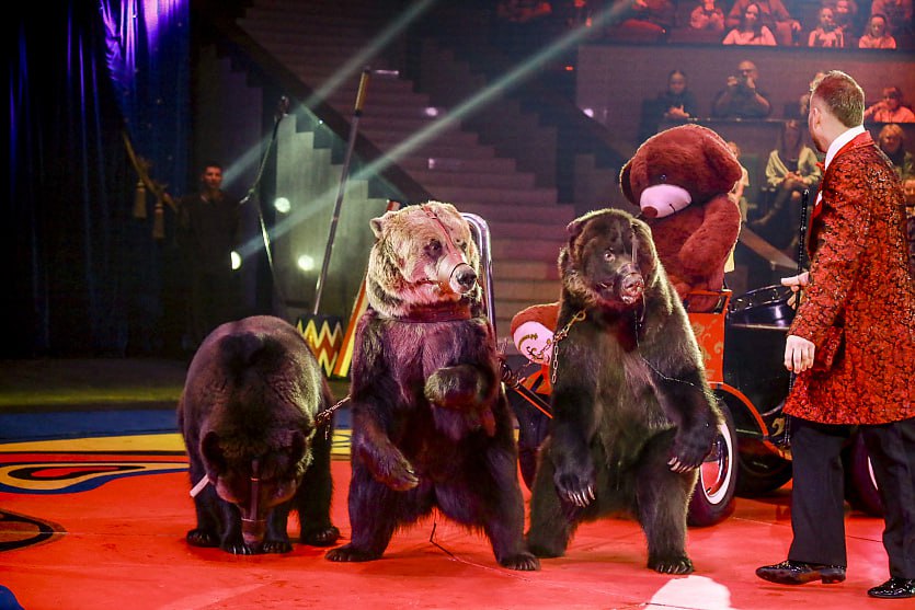 Синтез иллюзии, клоунады и дрессуры: цирк Филатовых приехал в Новосибирск Синтез иллюзии, клоунады и дрессуры: цирк Филатовых приехал в Новосибирск