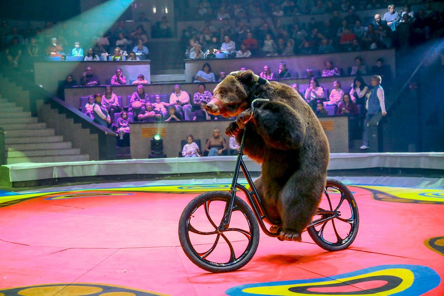 Синтез иллюзии, клоунады и дрессуры: цирк Филатовых приехал в Новосибирск Синтез иллюзии, клоунады и дрессуры: цирк Филатовых приехал в Новосибирск