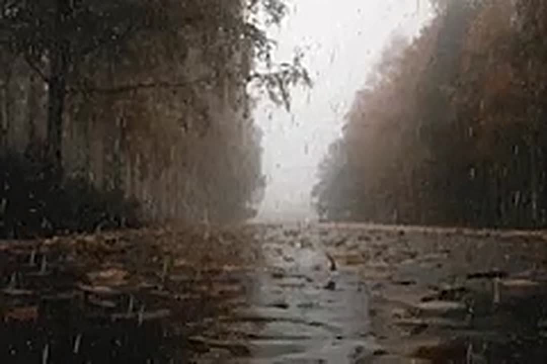 Готовим зонты Ноябрь в Новосибирской области будет теплым и дождливым