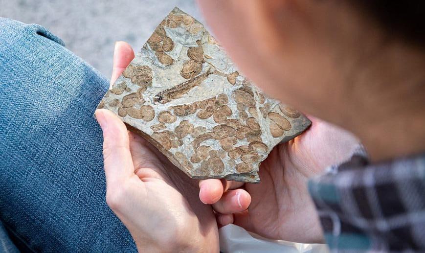 Остатки костистых рыб и ракообразных эпохи мезозоя выставили в НГУ