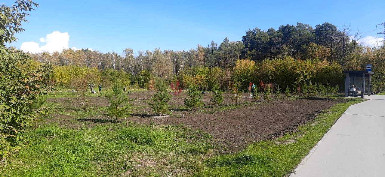 Где в этом году высадили новые деревья и кустарники в Советском районе Где в этом году высадили новые деревья и кустарники в Советском районе
