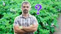 Урожаю картошки позавидуют все соседи: посадите в междурядья вот что