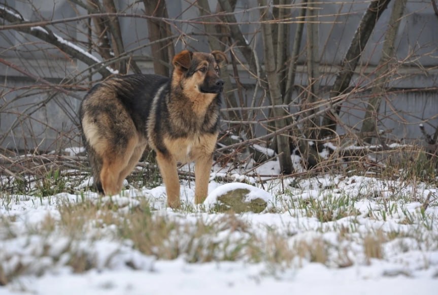 Реализацию закона о бездомных животных в НСО поставят на общественный контроль