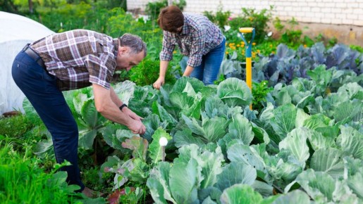 Не ждите, что капуста чудом пойдет в рост: влейте под корень эту смесь