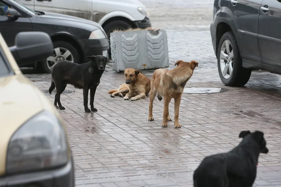 В Новосибирской области в первом чтении принят закон об обращении с безнадзорными животными