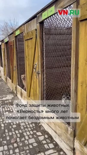 За каждым спасенным хвостиком - целая история и множество неравнодушных людей!