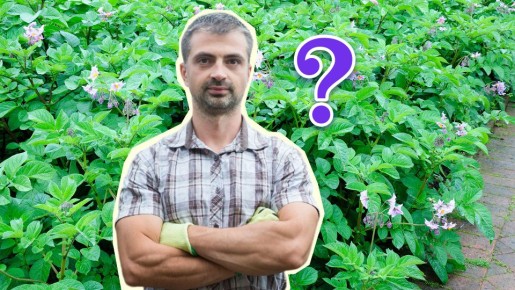 Урожаю картошки позавидуют все соседи: посадите в междурядья вот что