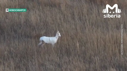 Это косуля-альбинос, которую увидел сотрудник Минприроды в Новосибирской области