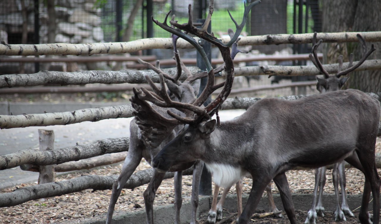 Новосибирский зоопарк собрал три миллиона на восстановление вольеров