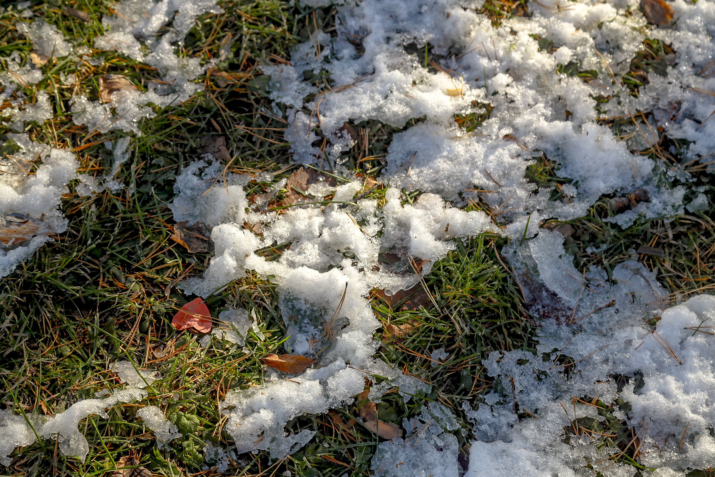 Ноябрь начинается с непогоды: новосибирцев ждёт мокрый снег и сильный ветер