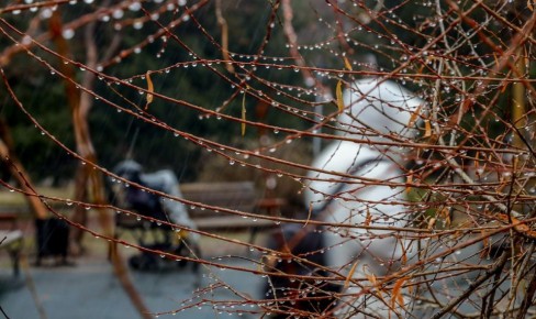 Зима близко: погода в Новосибирске резко ухудшится в выходные