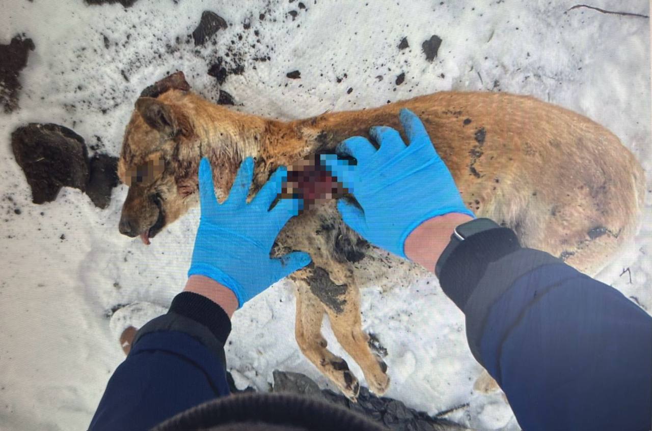 В Мошковском районе мужчина осужден за жестокое обращение с собакой