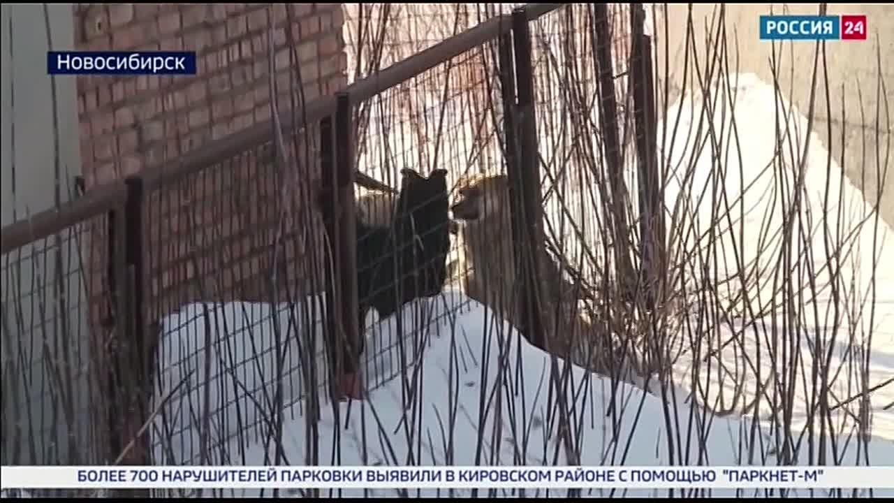 Бурное обсуждение. Законопроект о бесхозных животных вызвал жаркую дискуссию на заседании Законодательного собрания Новосибирской области