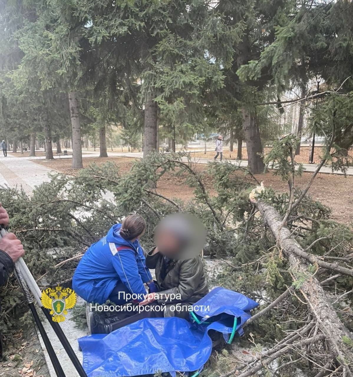 Дерево упало на пенсионеров возле Монумента Славы в Новосибирске Дерево упало на пенсионеров возле Монумента Славы в Новосибирске