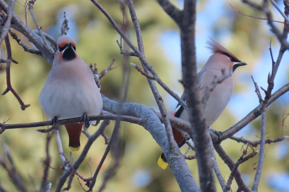 Свиристели и снегири прилетели в Новосибирск