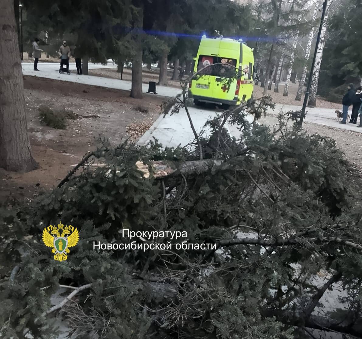 Дерево упало на пенсионеров возле Монумента Славы в Новосибирске