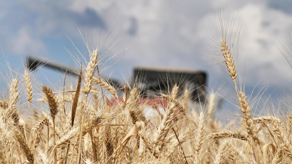 Режим ЧС введен на территории восьми районов Новосибирской области из-за заморозков и переувлажнения почвы в период уборочной кампании