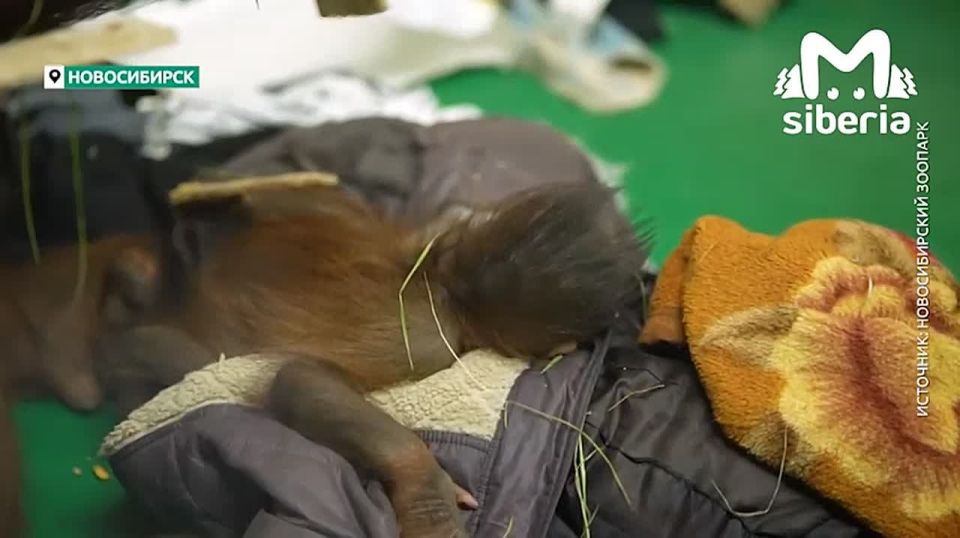 Дочке орангутанов Бату и Мишель в Новосибирском зоопарке исполнилось 3 месяца