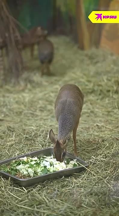 В Новосибирском зоопарке пополнение у дикдиков