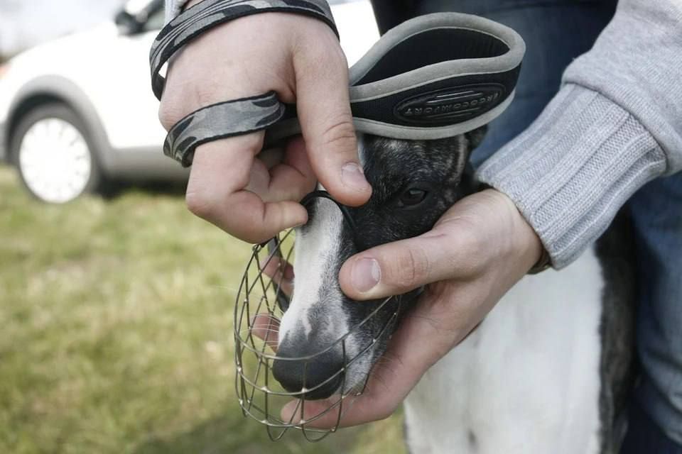 «Чем ты не довольна?»: новосибирец избил соседку из-за замечания о собаке без намордника